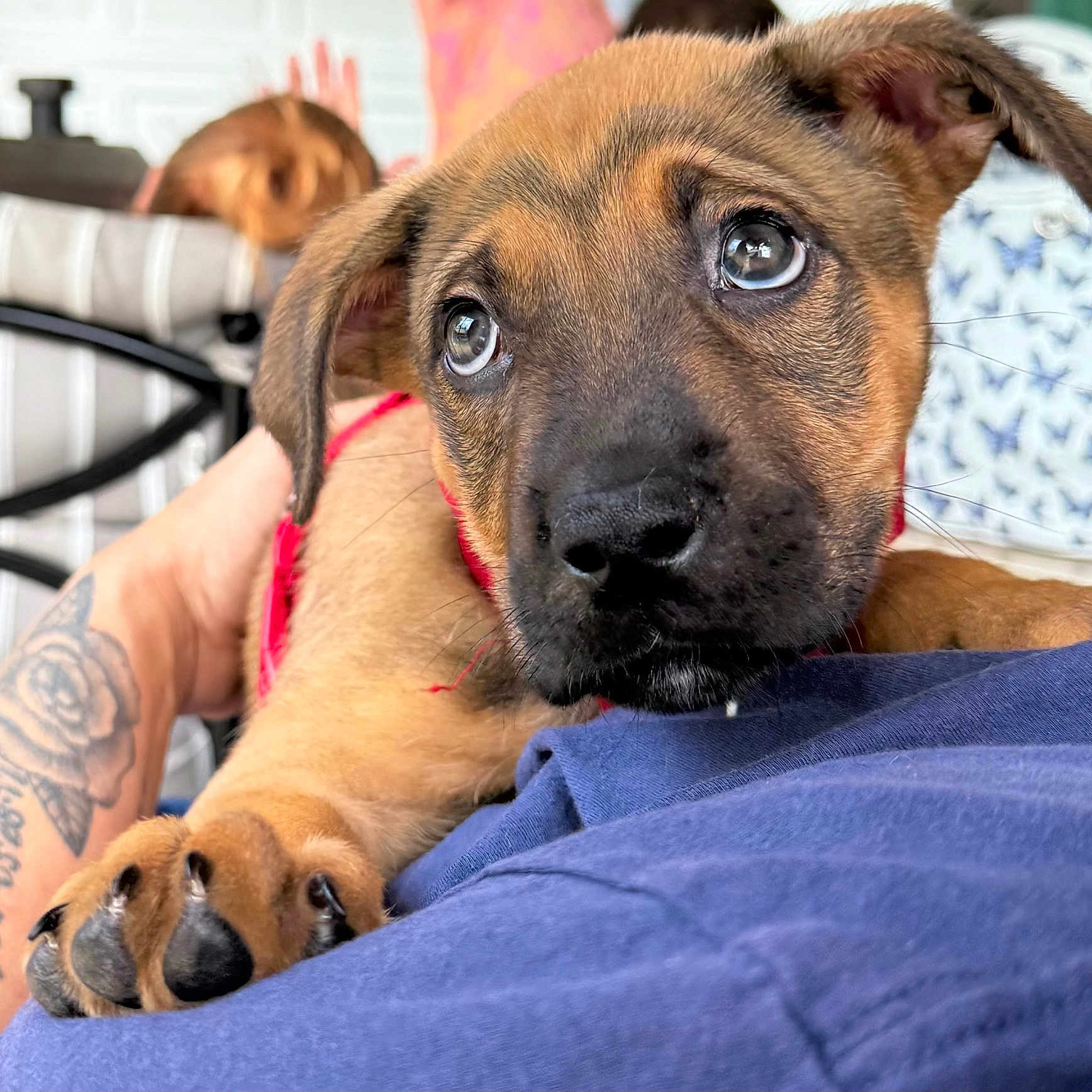 Taz is registered to the contest to win money with this photo: animal, black_nose, brown_fur, close_up, clothing, comfort, cute, dog, face, fur, human_hand, indoor, lap, paw, person, pet, puppy, red_harness, relaxing, tattoo