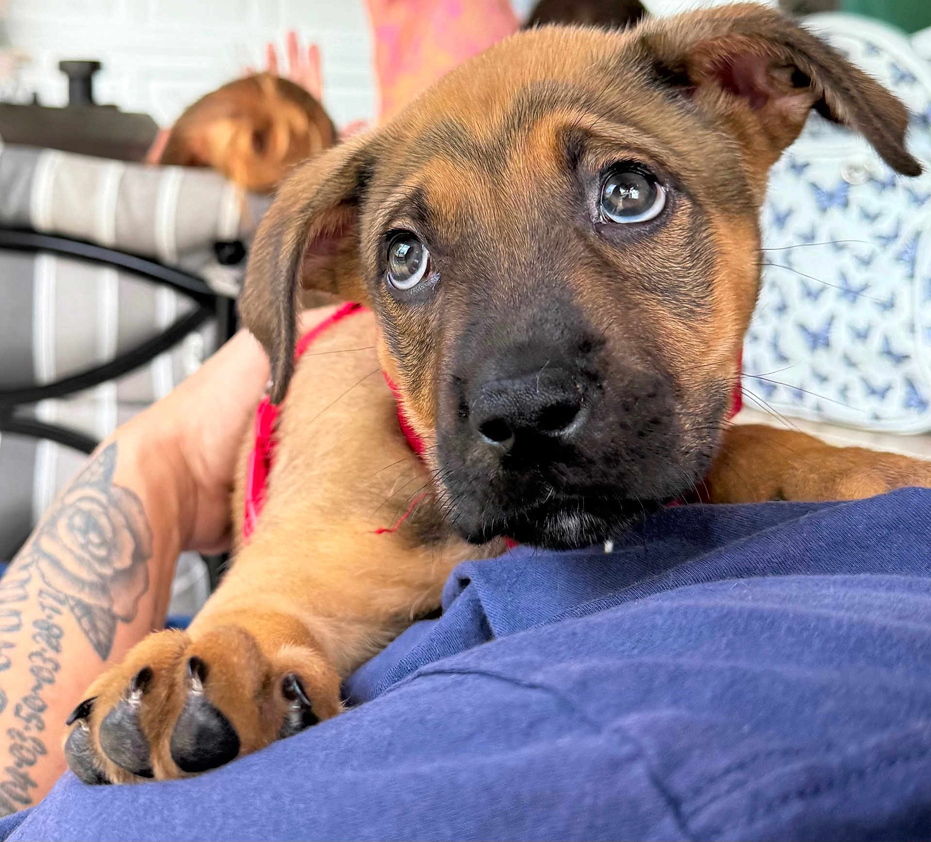 Taz