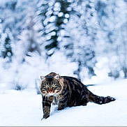 Thyrion a rejoint le concours — aidez-le/la à gagner de superbes lots ! animal, cat, cold, focused, forest, fur, green_eyes, mammal, nature, outdoor, paws, predator, snow, snowy_background, stealth, tabby, walking, whiskers, wildlife, winter