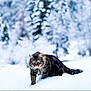 animal, cat, cold, focused, forest, fur, green_eyes, mammal, nature, outdoor, paws, predator, snow, snowy_background, stealth, tabby, walking, whiskers, wildlife, winter