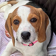Maggie joined the competition — help win amazing prizes! puppy, dog, beagle, brown_and_white, pet, animal, portrait, close_up, face, eyes, nose, floppy_ears, pink_collar, blanket, indoors, couch, cozy, sitting, relaxed, cute