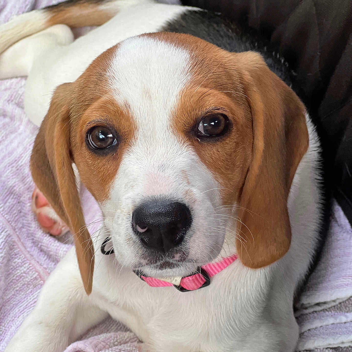 Maggie joined the competition — help win amazing prizes! puppy, dog, beagle, brown_and_white, pet, animal, portrait, close_up, face, eyes, nose, floppy_ears, pink_collar, blanket, indoors, couch, cozy, sitting, relaxed, cute