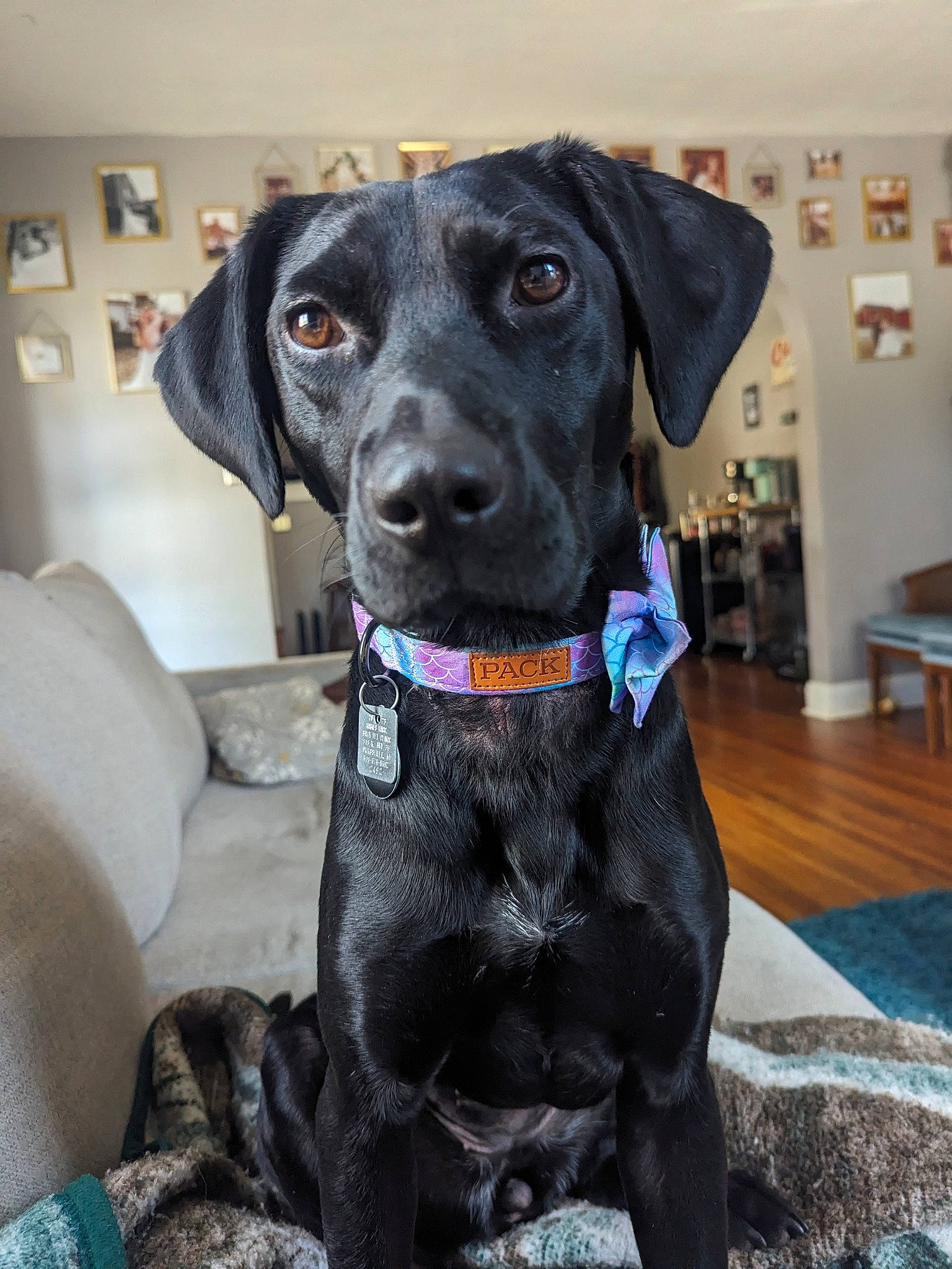 Brenna joined the competition — help win amazing prizes! borador, canidae, carnivore, collar, companion_dog, dog, dog_breed, dog_collar, dog_supply, electric_blue, fur, gun_dog, leash, liver, personal_protective_equipment, pet_supply, picture_frame, sporting_group, whiskers, working_animal