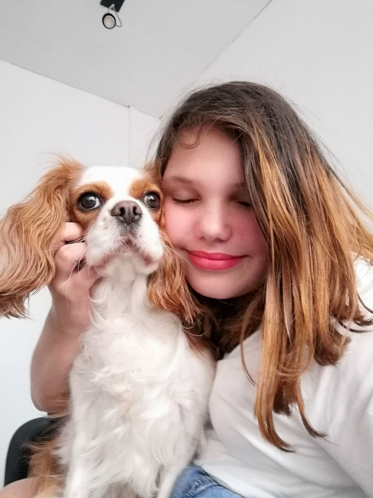 Désirée a rejoint le concours — aidez-le/la à gagner de superbes lots ! brown_hair, canidae, carnivore, companion_dog, dog, dog_breed, eyewear, fawn, fur, happy, iris, king_charles_spaniel, liver, long_hair, puppy_love, snout, spaniel, sporting_group, toy_dog, working_animal