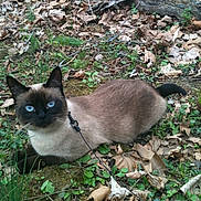 Princess Kiki joined the competition — help win amazing prizes! cat, siamese_cat, blue_eyes, leash, harness, outdoor, nature, leaves, grass, fallen_leaves, animal, pet, mammal, wildlife, fur, whiskers, tail, alert, curious, resting