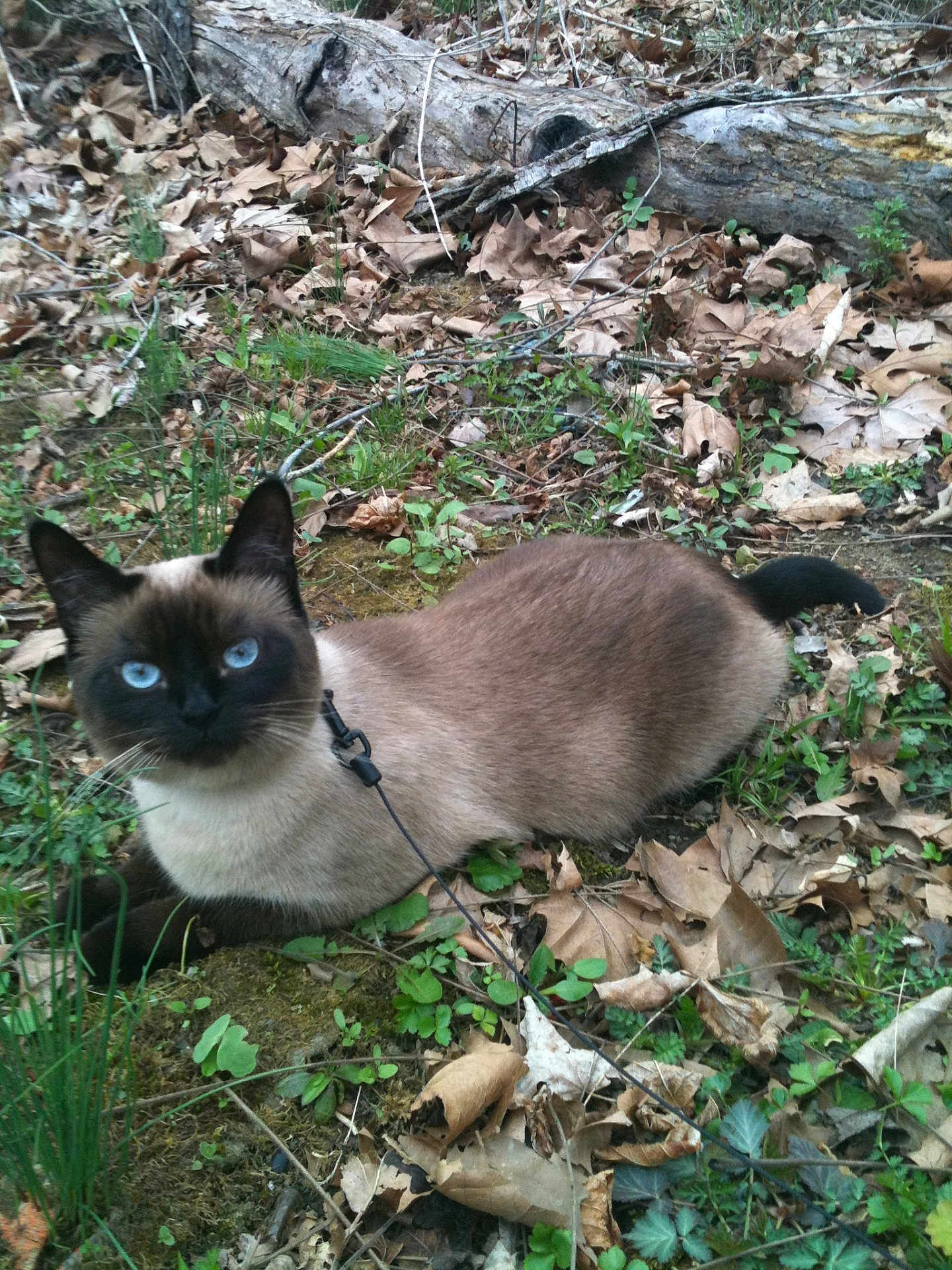 Princess Kiki joined the competition — help win amazing prizes! cat, siamese_cat, blue_eyes, leash, harness, outdoor, nature, leaves, grass, fallen_leaves, animal, pet, mammal, wildlife, fur, whiskers, tail, alert, curious, resting