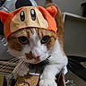 cat, orange_cat, white_cat, hat, costume, cardboard, paw, indoor, pet, cute, animal, feline, curious, whiskers, closeup, face, orange_hat, playful, domestic_cat, fur