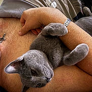 Smo joined the competition — help win amazing prizes! cat, gray_cat, person, arm, skin, fur, necklace, cross_necklace, resting, indoor, close_up, pet, animal, relaxation, comfort, cuddle, shallow_depth_of_field, casual, human, domestic