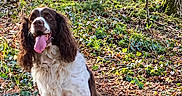 Nouky participe au concours pour gagner de l'argent avec cette photo : dog, spaniel, english_springer_spaniel, brown_and_white, sitting, tongue_out, floppy_ears, long_fur, pet, woodland, forest, trees, moss, leaves, ivy, nature, outdoors, animal_portrait, sunlight, happy