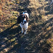 Nouky participe au concours pour gagner de l'argent avec cette photo : dog, spaniel, english_springer_spaniel, pet, animal, outdoors, grass, dry_grass, wilderness, hiking_trail, rocky_terrain, sunlight, shadows, brown_and_white, floppy_ears, standing, looking_at_camera, nature, landscape, adventure