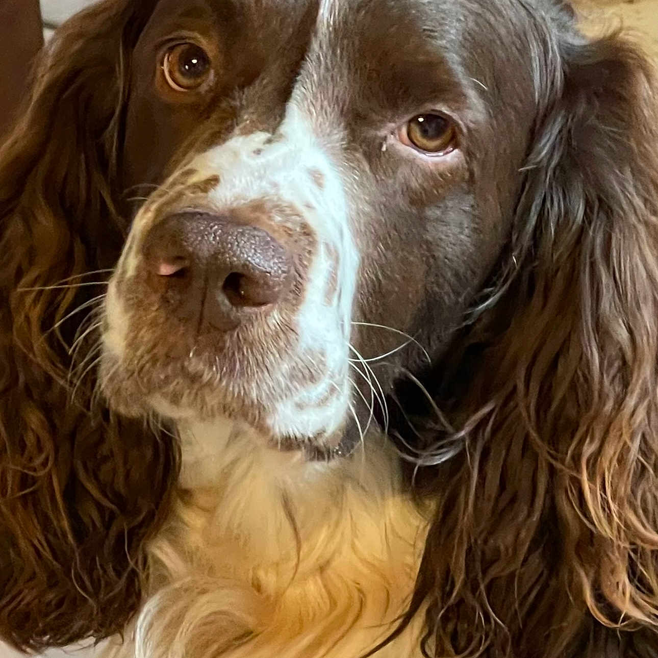 Nouky a rejoint le concours — aidez-le/la à gagner de superbes lots ! dog, spaniel, brown_and_white, long_hair, floppy_ears, close_up, pet, canine, portrait, looking_at_camera, brown_eyes, white_chest, muzzle, nose, whiskers, fur, indoor, tile_floor, cute, sad_expression