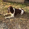 Nouky a rejoint le concours — aidez-le/la à gagner de superbes lots ! dog, spaniel, springer_spaniel, pet, animal, brown_and_white, long_hair, floppy_ears, lying_down, outdoors, sunlight, grass, dirt, stones, garden, building, portrait, looking_at_camera, relaxed, daylight