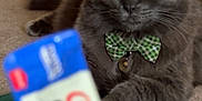 Tchalla joined the competition — help win amazing prizes! cat, grey_cat, bow_tie, green_eyes, pet, indoor, carpet, rug, food_wrapper, blurred_foreground, snack, treat, collar, bell, whiskers, portrait, lounge, feline, domestic_cat, doorway