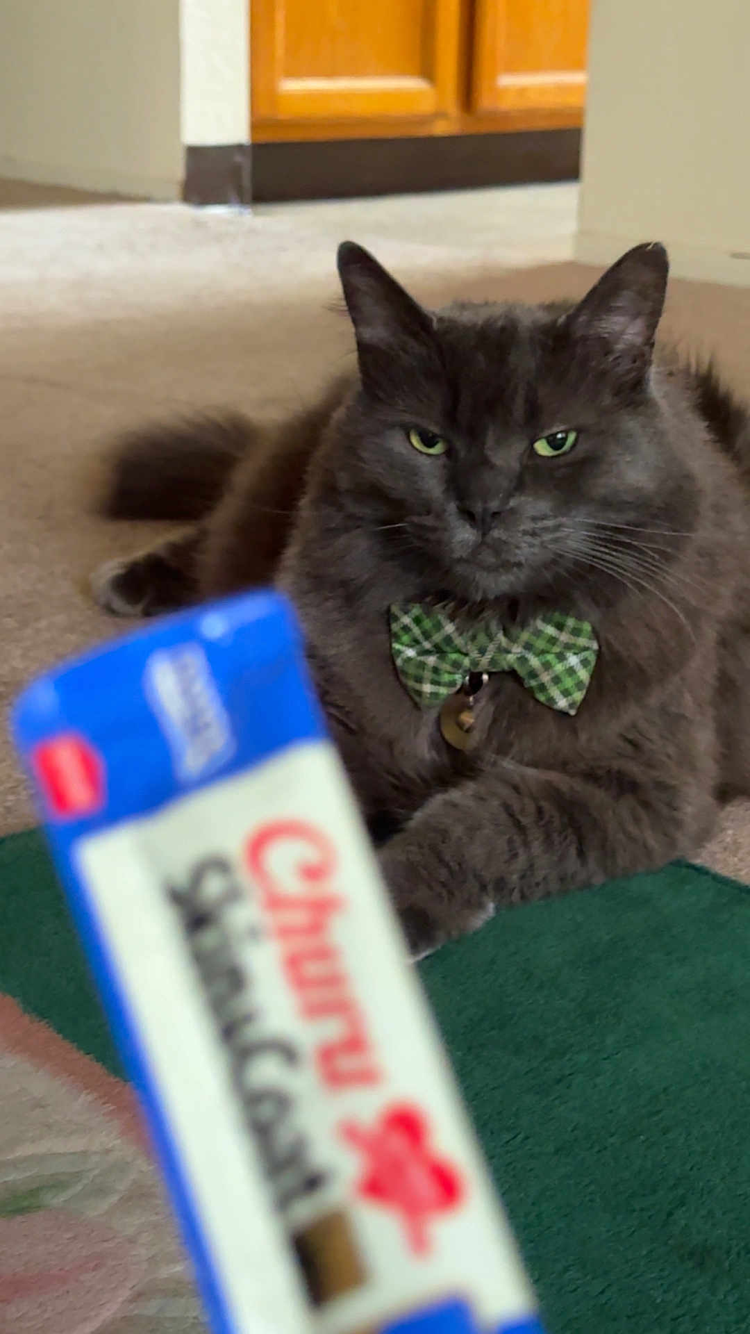 Tchalla joined the competition — help win amazing prizes! cat, grey_cat, bow_tie, green_eyes, pet, indoor, carpet, rug, food_wrapper, blurred_foreground, snack, treat, collar, bell, whiskers, portrait, lounge, feline, domestic_cat, doorway