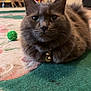 Tchalla joined the competition — help win amazing prizes! cat, grey_cat, feline, loaf_position, collar, bell, green_ball, toy, carpet, indoor, fireplace, whiskers, eyes, portrait, fur, ears, pet, close_up, cozy, living_room