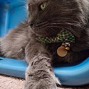 Tchalla joined the competition — help win amazing prizes! cat, gray_cat, feline, pet, collar, bell, bow_tie, whiskers, paw, fur, close_up, portrait, indoor, plastic_basket, blue_basket, carpet, relaxed, profile_view, green_eye, fluffy
