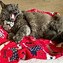 Tchalla joined the competition — help win amazing prizes! cat, gray_cat, fluffy, yawning, bow_tie, pet, blanket, red_blanket, dog_pattern, name_tag, indoor, carpet, relaxed, sleepy, fur, cute, close_up, pet_bed, cozy, resting