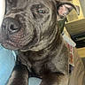 Snyper is registered to the contest to win money with this photo: dog, puppy, gray_dog, pet, animal, close_up, portrait, sitting, relaxed, sleepy, floppy_ears, short_hair, brindle_coat, large_head, paw, muzzle, nose, eye, human_hand, lap