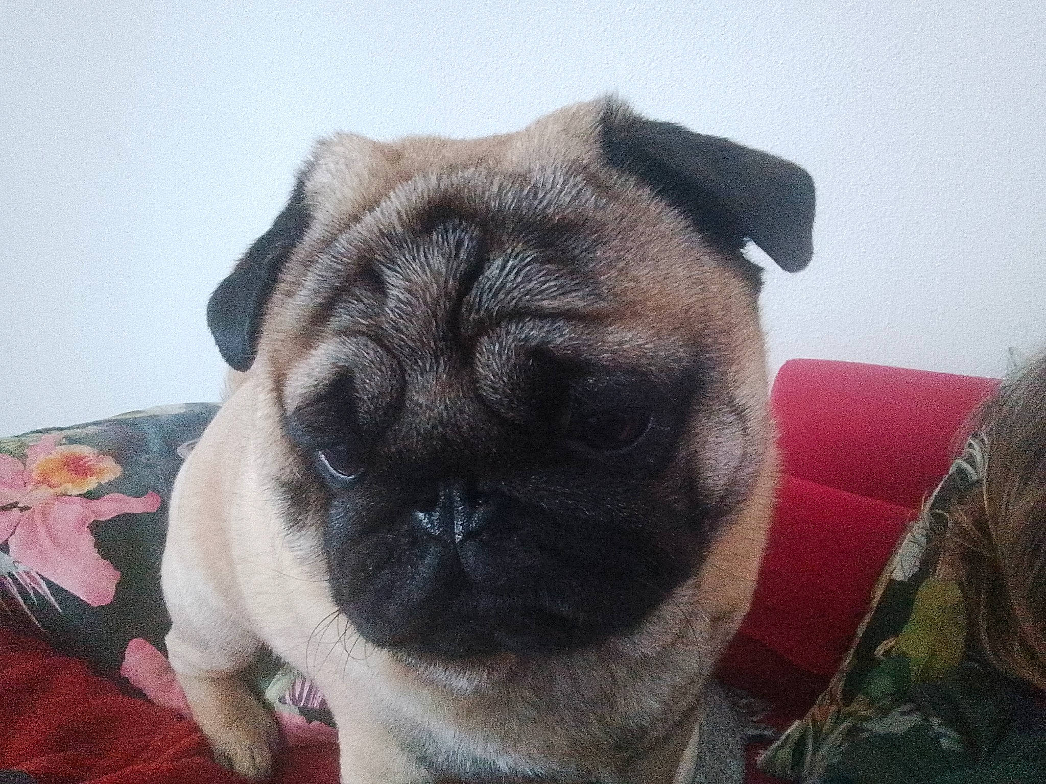 Elliot a rejoint le concours — aidez-le/la à gagner de superbes lots ! ancient_dog_breeds, canidae, carnivore, companion_dog, dog, dog_breed, ear, fawn, fur, non_sporting_group, pug, sporting_group, terrestrial_animal, toy_dog, tree, whiskers, working_animal, wrinkle