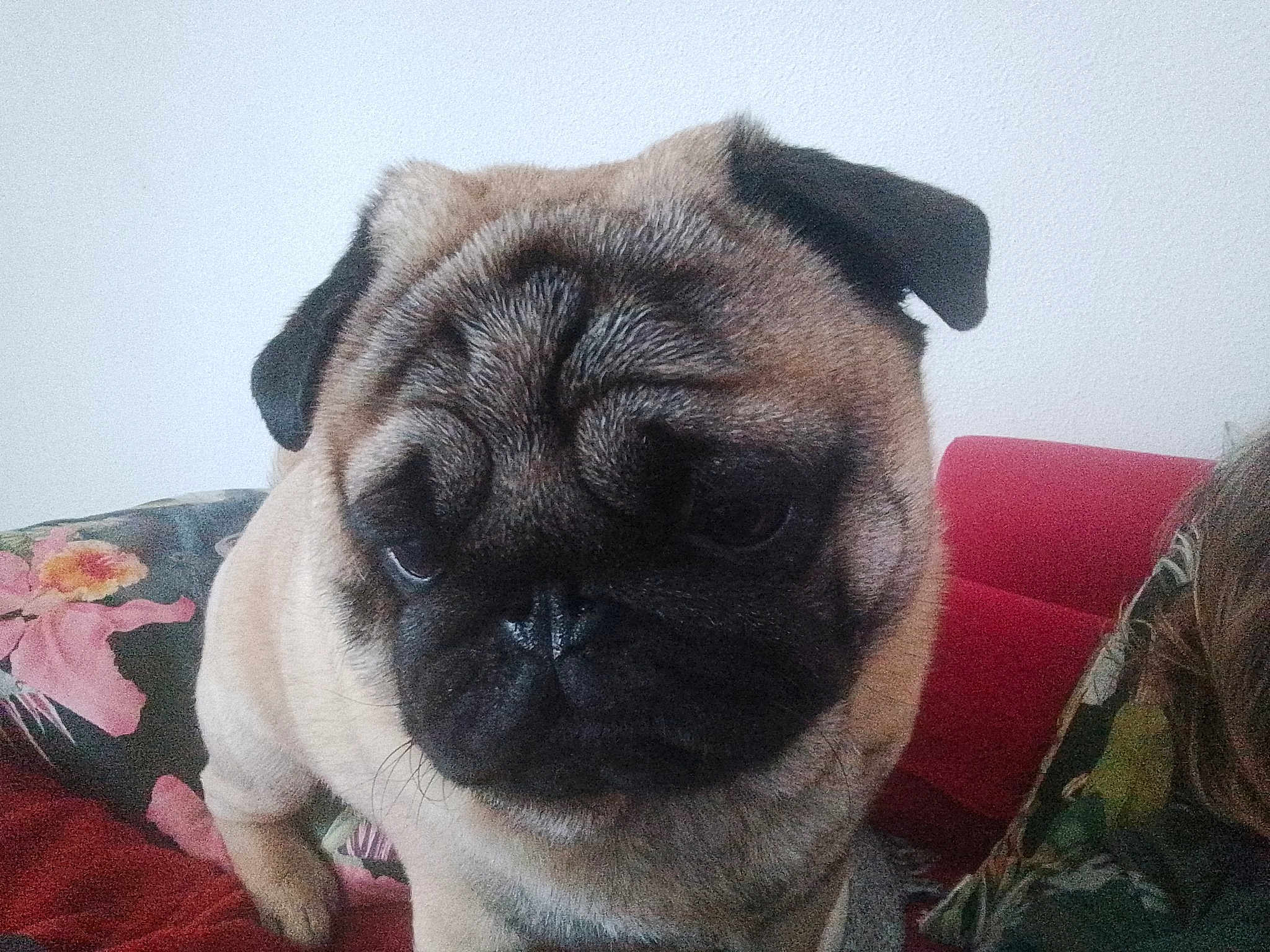 Elliot