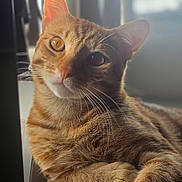 Caramel is registered to the contest to win money with this photo: cat, orange_tabby, feline, whiskers, close_up, pet, animal, indoor, relaxed, book, soft_light, portrait, cute, fur, laying, window_light, domestic_cat, curious, face, ears