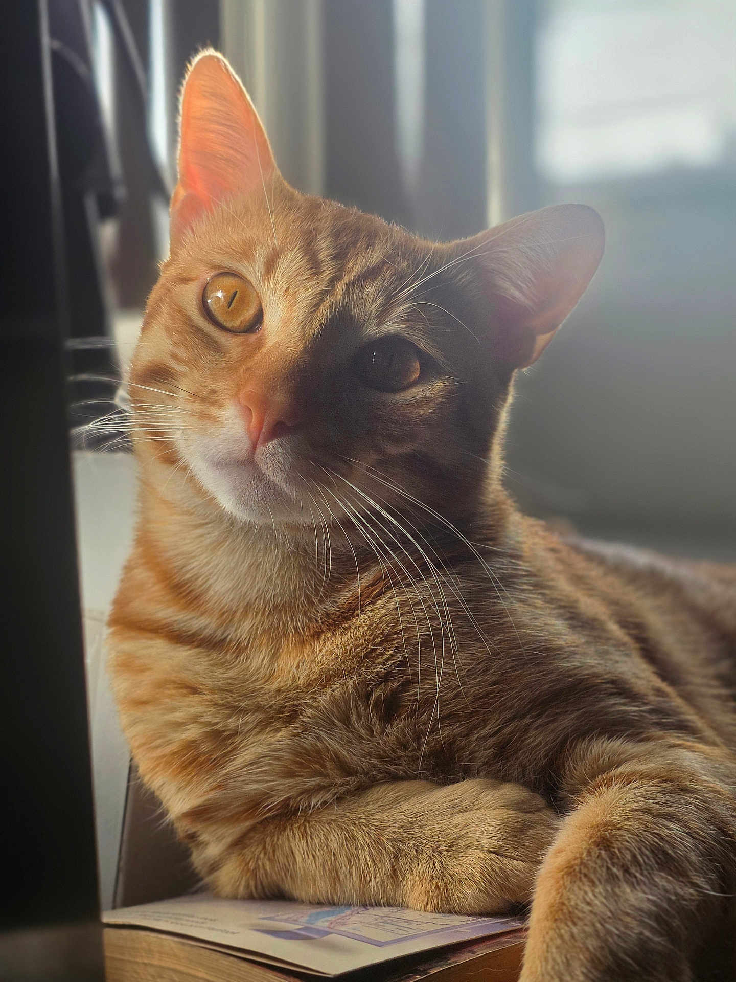 Caramel is registered to the contest to win money with this photo: cat, orange_tabby, feline, whiskers, close_up, pet, animal, indoor, relaxed, book, soft_light, portrait, cute, fur, laying, window_light, domestic_cat, curious, face, ears