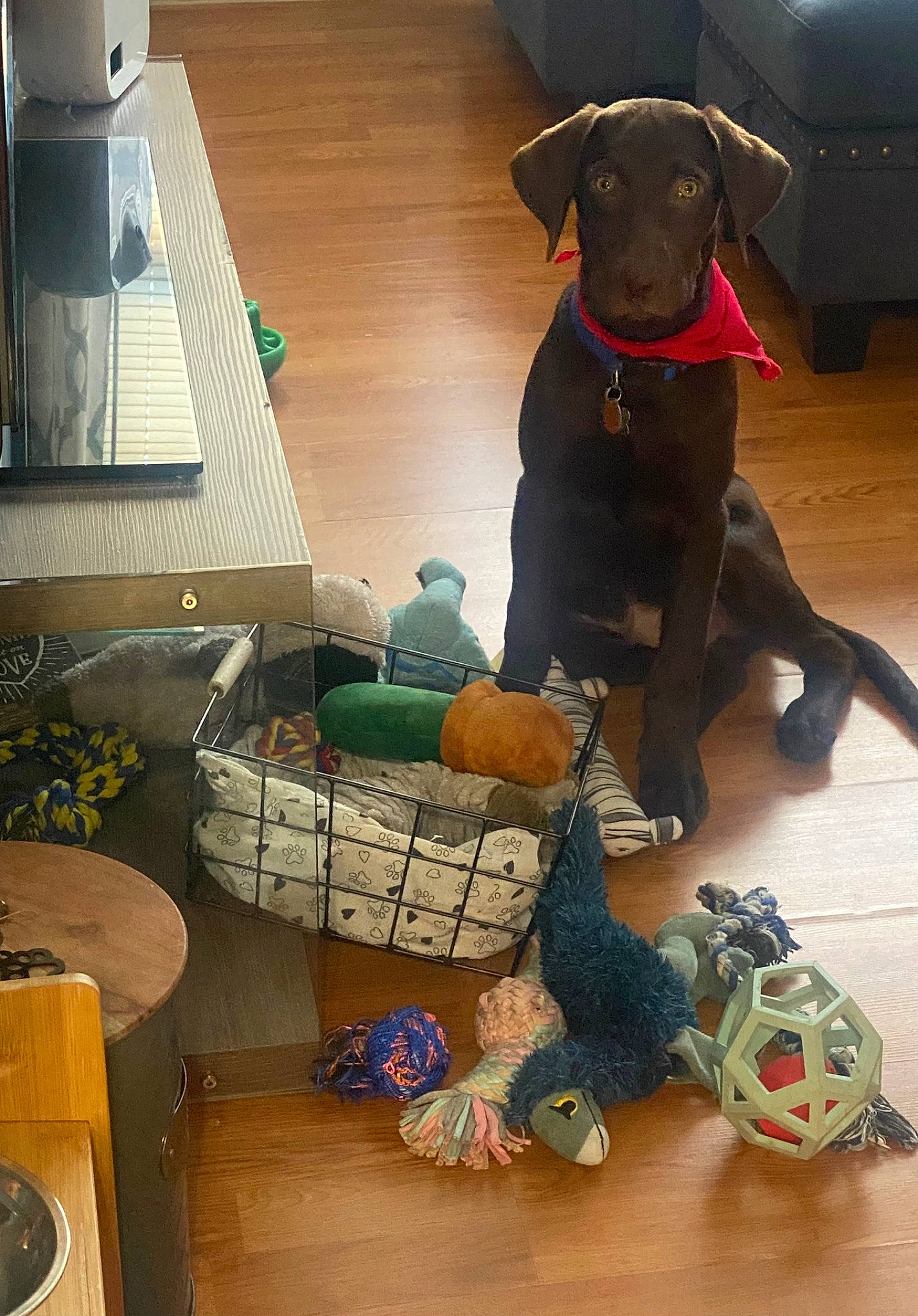 Toffee joined the competition — help win amazing prizes! ball, carnivore, collar, companion_dog, dog, dog_breed, dog_collar, dog_supply, fawn, flooring, guard_dog, hat, machine, personal_protective_equipment, stuffed_toy, tail, toy, toy_dog, wood, working_animal