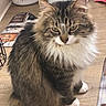 animal, cat, closeup, container, domestic_animal, ears, eyes, feline, fluffy, fur, indoor, long_hair, mat, pet, sitting, tabby, whiskers, white_chest, white_paws, wooden_floor