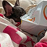 Pierre Parker is registered to the contest to win money with this photo: animal, bed, blanket, carton, closeup, comfort, cozy, cute, dog, domestic, ears, fabric, fur, indoor, pet, relaxed, resting, sleeping, snuggled, soft