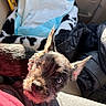 Pierre Parker is registered to the contest to win money with this photo: animal, black_fur, blanket, car_seat, close_up, coat, companion, curious_eyes, cute, dog, domestic_pet, furry, indoor, looking_up, pearl_necklace, pet, puppy, small_dog, sunlight, warm_light