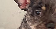 Pierre Parker is registered to the contest to win money with this photo: animal, blur, canine, close_up, companion, cute, dog, domestic_animal, ear, face, fur, hand, holding, indoor, mammal, nose, pet, puppy, small, young