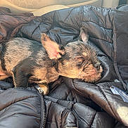Pierre Parker is registered to the contest to win money with this photo: animal, black_jacket, car_interior, closeup, cozy, cute, dog, domestic_animal, fur, indoors, jacket, nap, pet, puppy, relaxed, resting, sleeping, small_dog, sunlight, warm_light