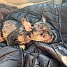 animal, black_jacket, car_interior, closeup, cozy, cute, dog, domestic_animal, fur, indoors, jacket, nap, pet, puppy, relaxed, resting, sleeping, small_dog, sunlight, warm_light