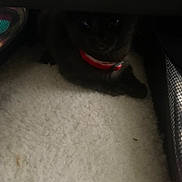 Tanky joined the competition — help win amazing prizes! animal, black_cat, carpet, collar, cozy, cute, dark, dim_light, feline, fur, hidden, indoor, kitten, pet, quiet, resting, shadow, small, soft_texture, young