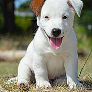 Anakin participe au concours pour gagner de l'argent avec cette photo : puppy, dog, white_dog, brown_ear, grass, outdoor, sunlight, tongue_out, happy, cute, pet, animal, young, sitting, nature, playful, closeup, canine, summer, adorable