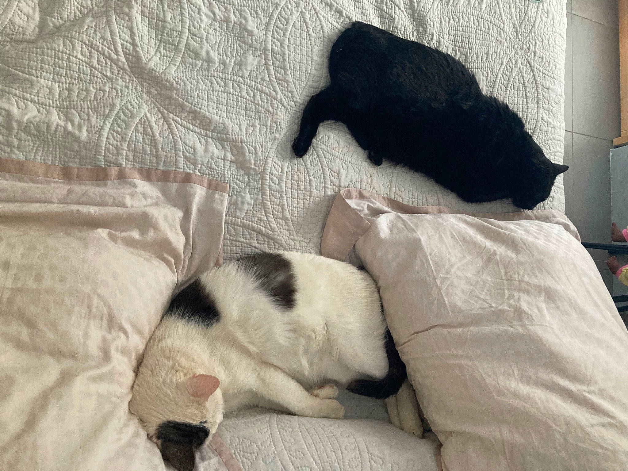 Gumper participe au concours pour gagner de l'argent avec cette photo : canidae, carnivore, cat, comfort, companion_dog, dog_breed, domestic_short_haired_cat, felidae, fur, linens, nap, paw, sleep, small_to_medium_sized_cats, snout, sporting_group, tail, terrestrial_animal, textile, whiskers