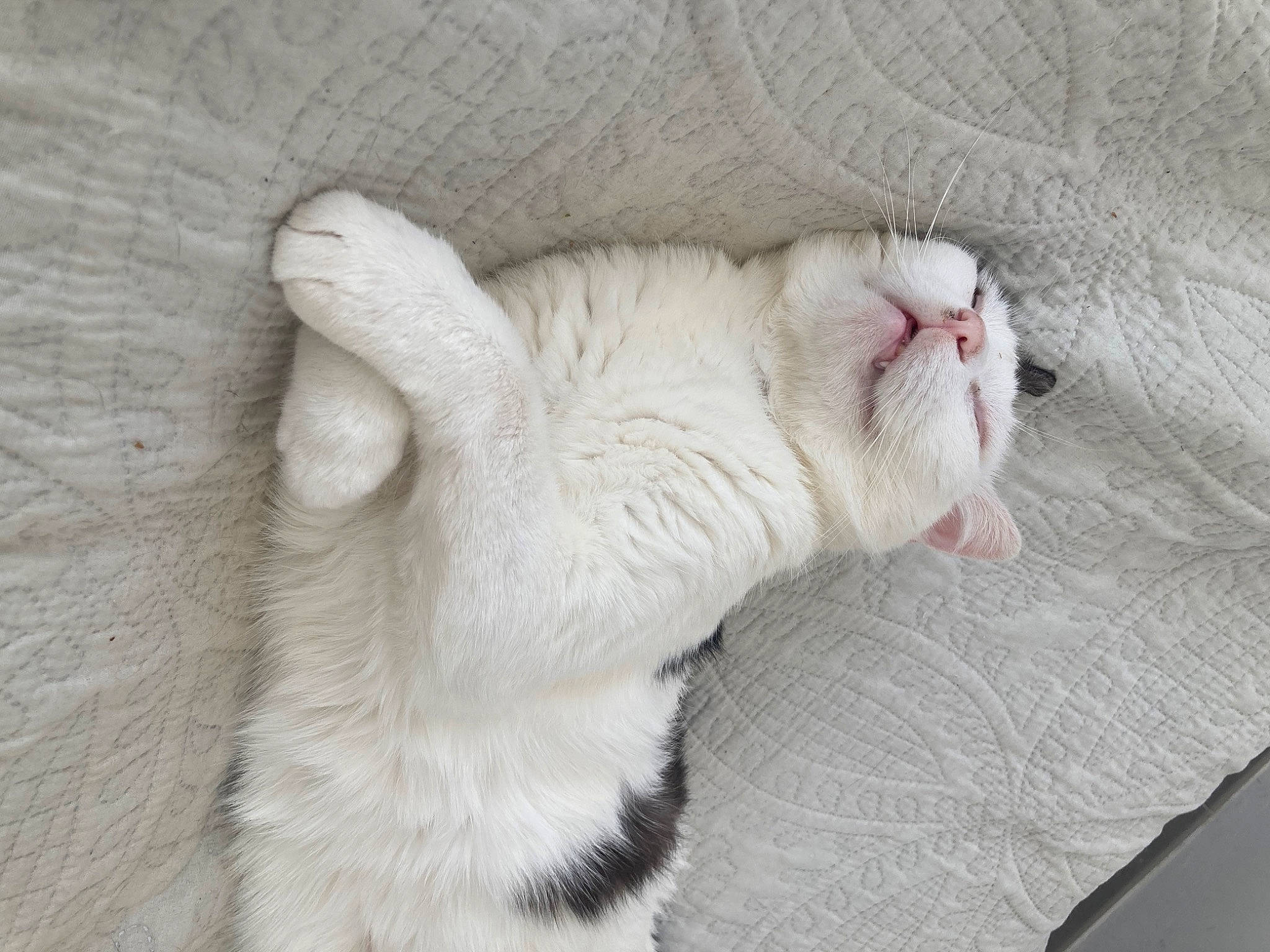 Gumper participe au concours pour gagner de l'argent avec cette photo : carnivore, cat, claw, comfort, domestic_short_haired_cat, fang, fawn, felidae, foot, fur, grey, nap, paw, sleep, small_to_medium_sized_cats, snout, tail, whiskers, wood