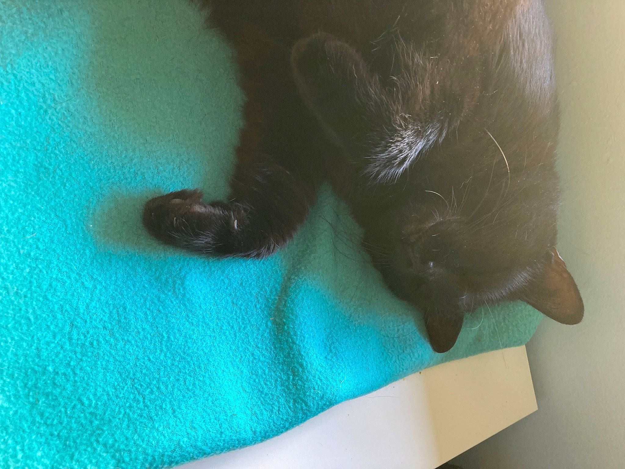 Didie a rejoint le concours — aidez-le/la à gagner de superbes lots ! blue, bombay, carnivore, cat, claw, comfort, dog_breed, electric_blue, felidae, foot, fur, gesture, human_leg, small_to_medium_sized_cats, snout, sporting_group, tail, terrestrial_animal, toe, whiskers