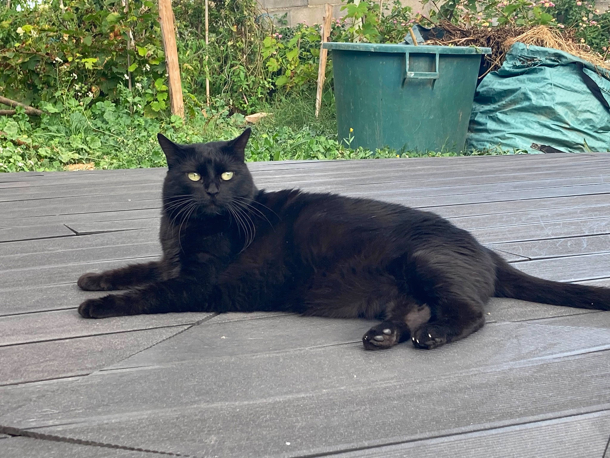 Didie a rejoint le concours — aidez-le/la à gagner de superbes lots ! black_cat, bombay, carnivore, cat, claw, domestic_short_haired_cat, eye, felidae, fur, grass, grey, plant, small_to_medium_sized_cats, snout, tail, terrestrial_animal, tree, waste_container, whiskers, window