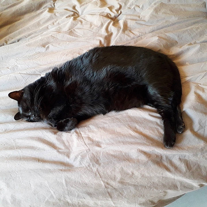 Didie a rejoint le concours — aidez-le/la à gagner de superbes lots ! bed, black_cat, carnivore, cat, claw, comfort, dog_breed, domestic_short_haired_cat, felidae, fur, linens, liver, paw, small_to_medium_sized_cats, snout, sporting_group, tail, terrestrial_animal, tints_and_shades, whiskers