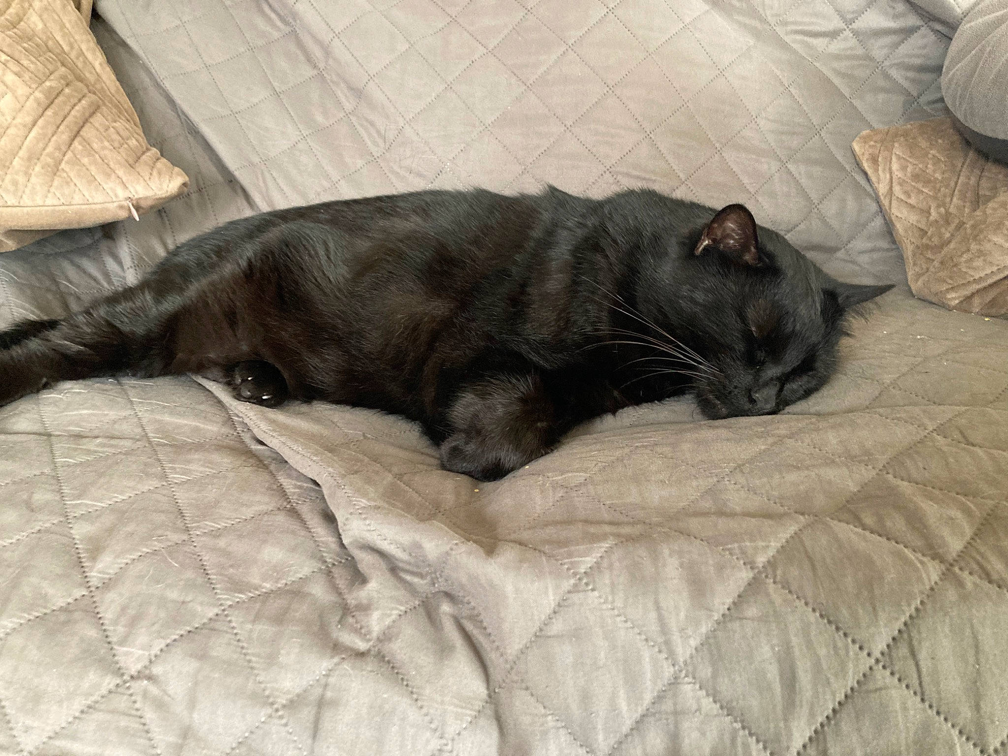 Didie participe au concours pour gagner de l'argent avec cette photo : black_cat, canidae, carnivore, cat, claw, comfort, companion_dog, dog_breed, domestic_short_haired_cat, fawn, felidae, fur, grey, linens, liver, small_to_medium_sized_cats, sporting_group, tail, terrestrial_animal, whiskers