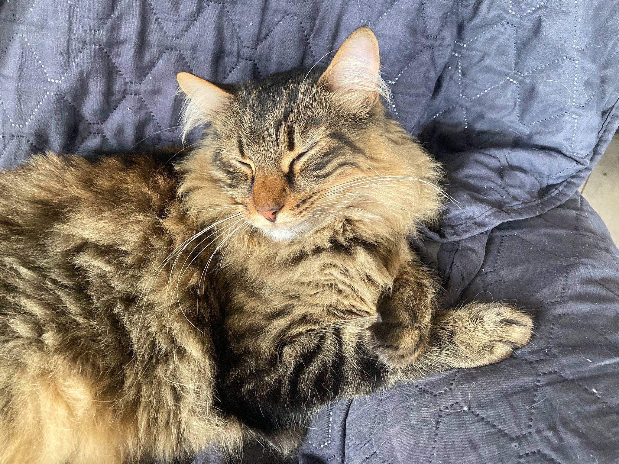 Jack participe au concours pour gagner de l'argent avec cette photo : carnivore, cat, claw, comfort, domestic_short_haired_cat, felidae, fur, maine_coon, paw, small_to_medium_sized_cats, snout, tail, terrestrial_animal, tree, whiskers, wildlife