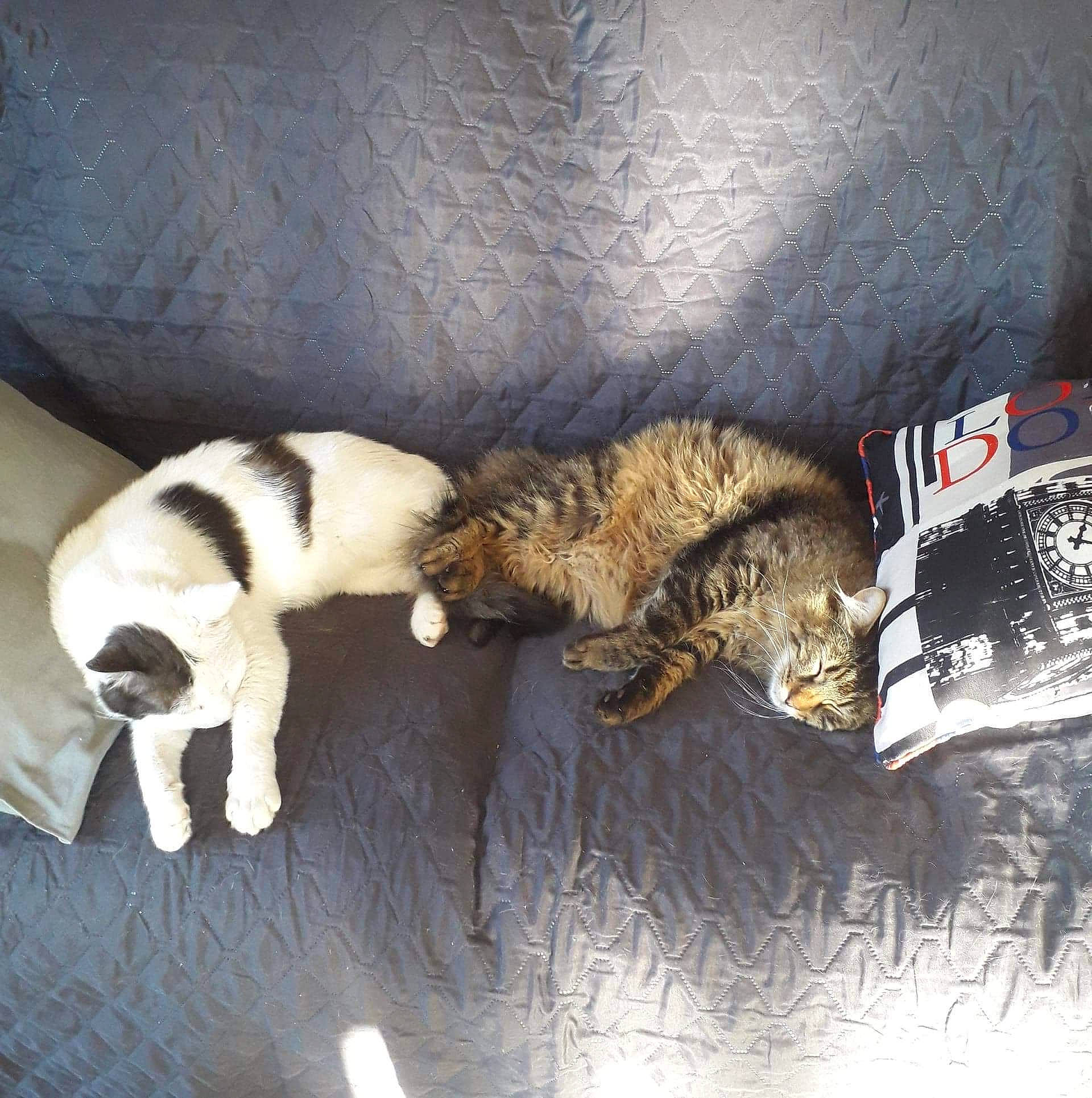 Jack participe au concours pour gagner de l'argent avec cette photo : canidae, carnivore, cat, claw, comfort, companion_dog, dog_breed, domestic_short_haired_cat, felidae, fur, nap, paw, small_to_medium_sized_cats, snout, tail, terrestrial_animal, whiskers