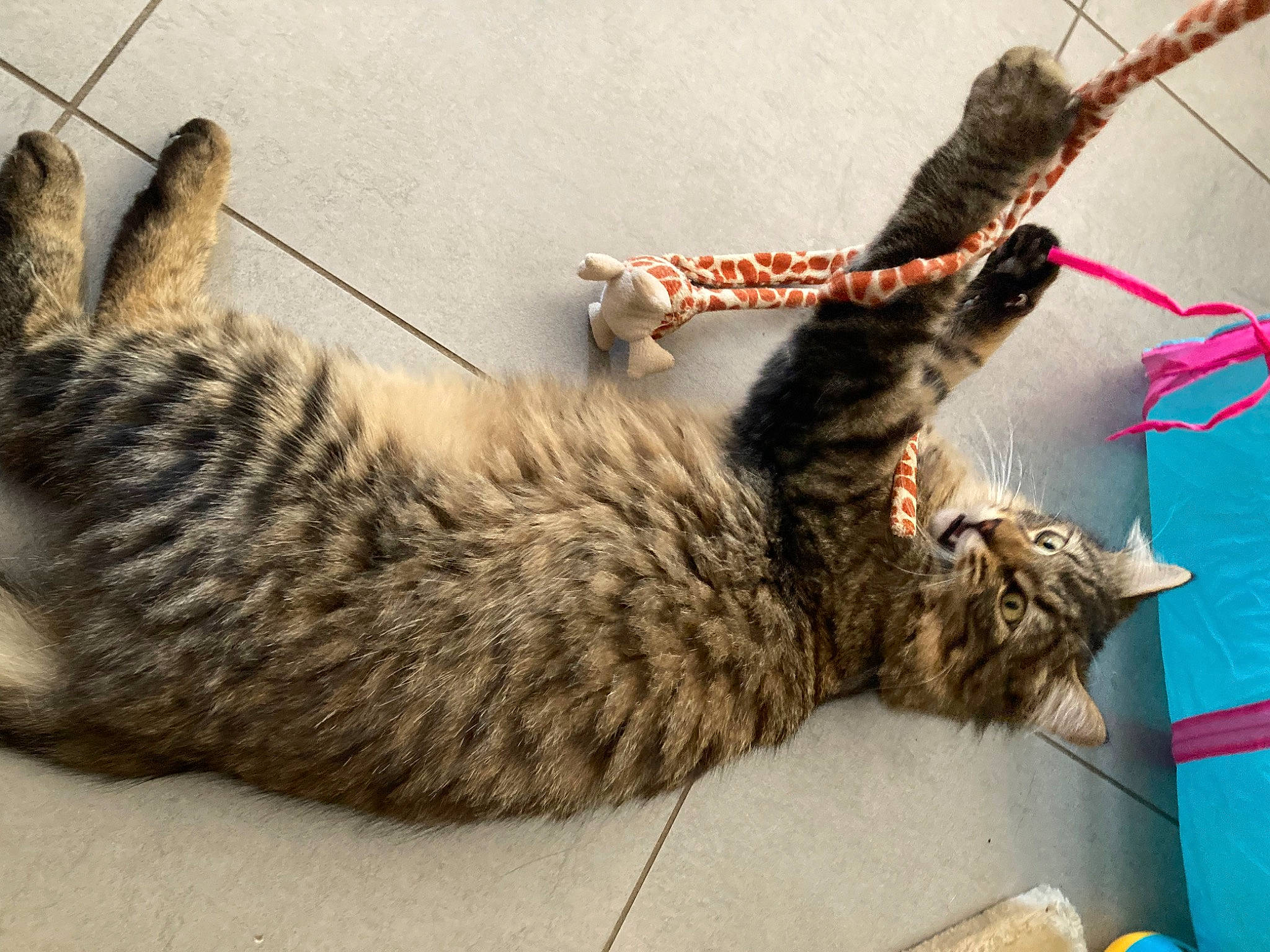 Jack a rejoint le concours — aidez-le/la à gagner de superbes lots ! carnivore, cat, claw, domestic_short_haired_cat, fawn, felidae, fur, paw, rope_rhythmic_gymnastics, small_to_medium_sized_cats, snout, tail, terrestrial_animal, vehicle, whiskers