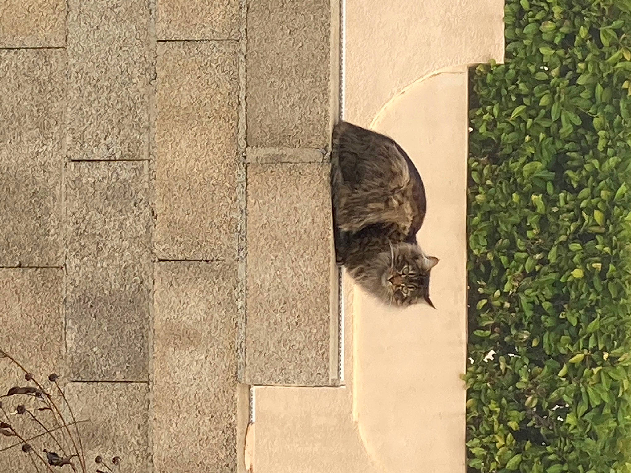 Jack participe au concours pour gagner de l'argent avec cette photo : art, concrete, felidae, flooring, font, grass, landscape, pattern, plant, rectangle, reptile, shadow, small_to_medium_sized_cats, soil, terrestrial_animal, tints_and_shades, tree, trunk, visual_arts, wood