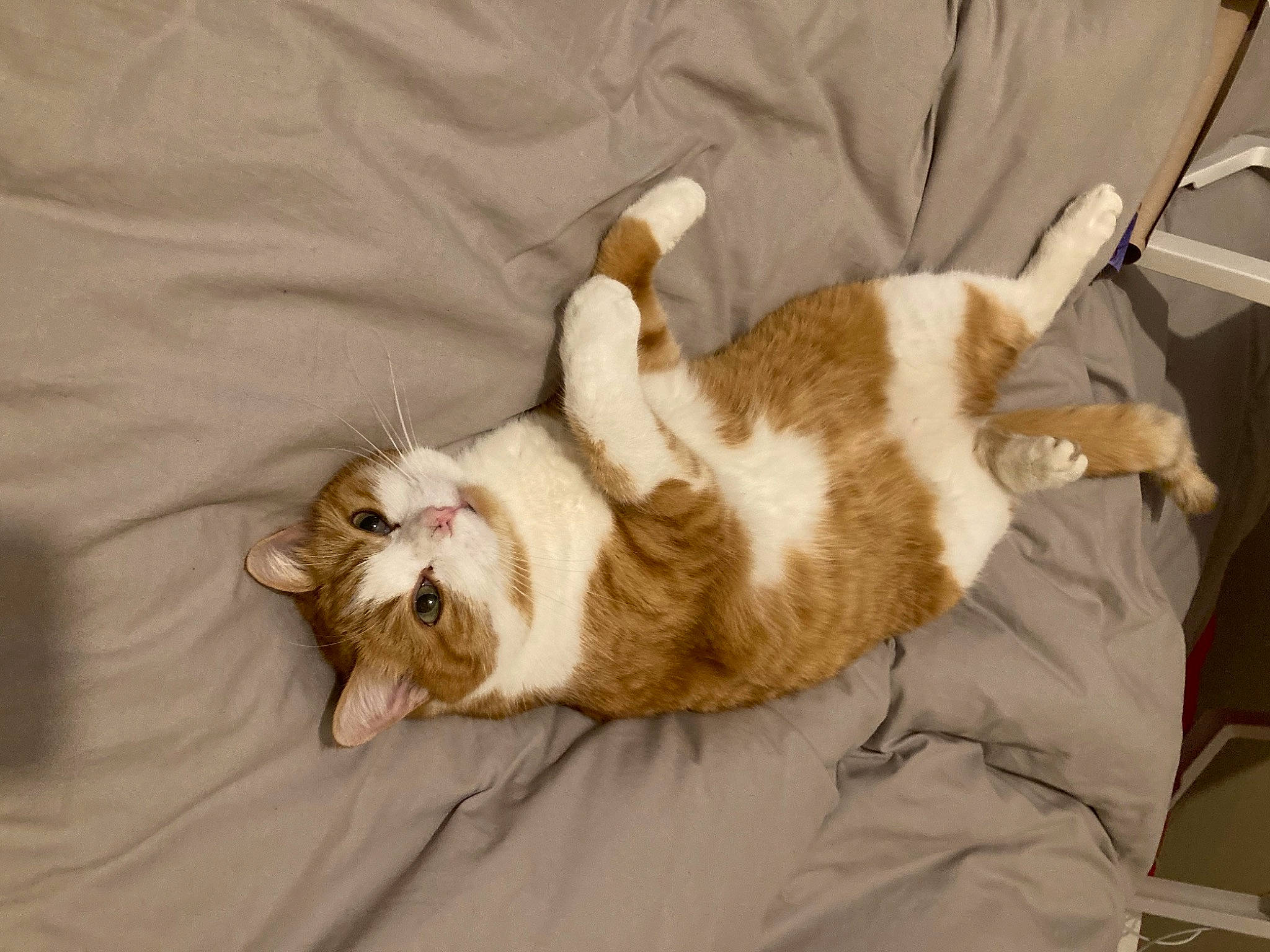 Roxy participe au concours pour gagner de l'argent avec cette photo : carnivore, cat, claw, comfort, domestic_short_haired_cat, fawn, felidae, fur, linens, nap, paw, small_to_medium_sized_cats, snout, tail, terrestrial_animal, whiskers, wood