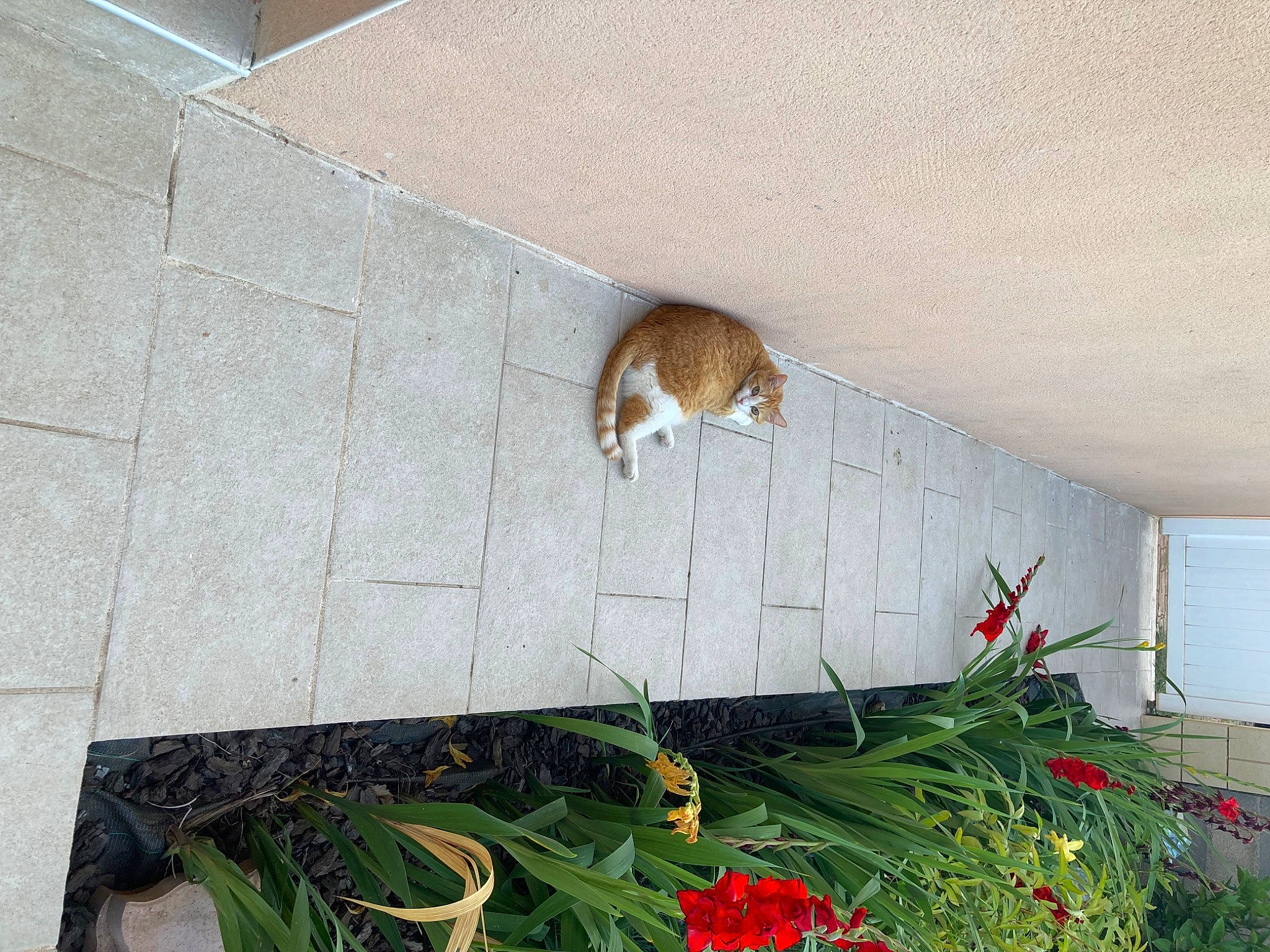 Roxy participe au concours pour gagner de l'argent avec cette photo : brick, brickwork, cat, concrete, fawn, felidae, flagstone, floor, flooring, flower, grass, hardwood, plant, rectangle, road_surface, room, small_to_medium_sized_cats, tail, window, wood