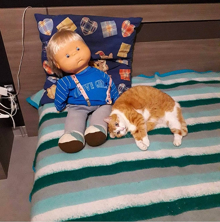 Roxy a rejoint le concours — aidez-le/la à gagner de superbes lots ! carnivore, cat, comfort, companion_dog, doll, domestic_short_haired_cat, fawn, felidae, fur, hat, lap, linens, mammal, small_to_medium_sized_cats, stuffed_toy, tail, textile, toy, whiskers, wood