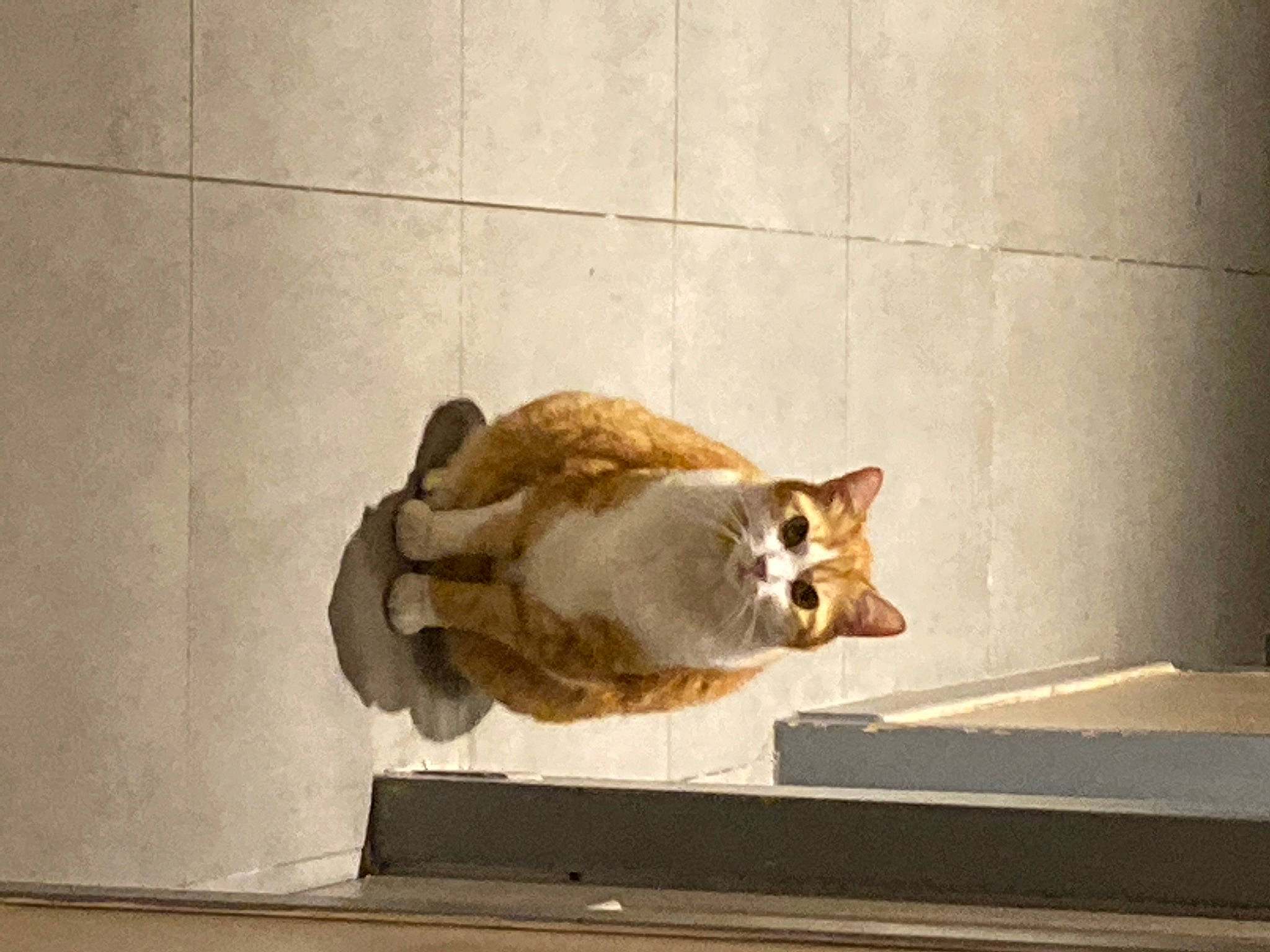 Roxy participe au concours pour gagner de l'argent avec cette photo : canidae, carnivore, cat, companion_dog, dog_breed, domestic_short_haired_cat, fawn, felidae, flooring, fur, paw, small_to_medium_sized_cats, snout, sporting_group, tail, terrestrial_animal, whiskers, wildlife, window, wood