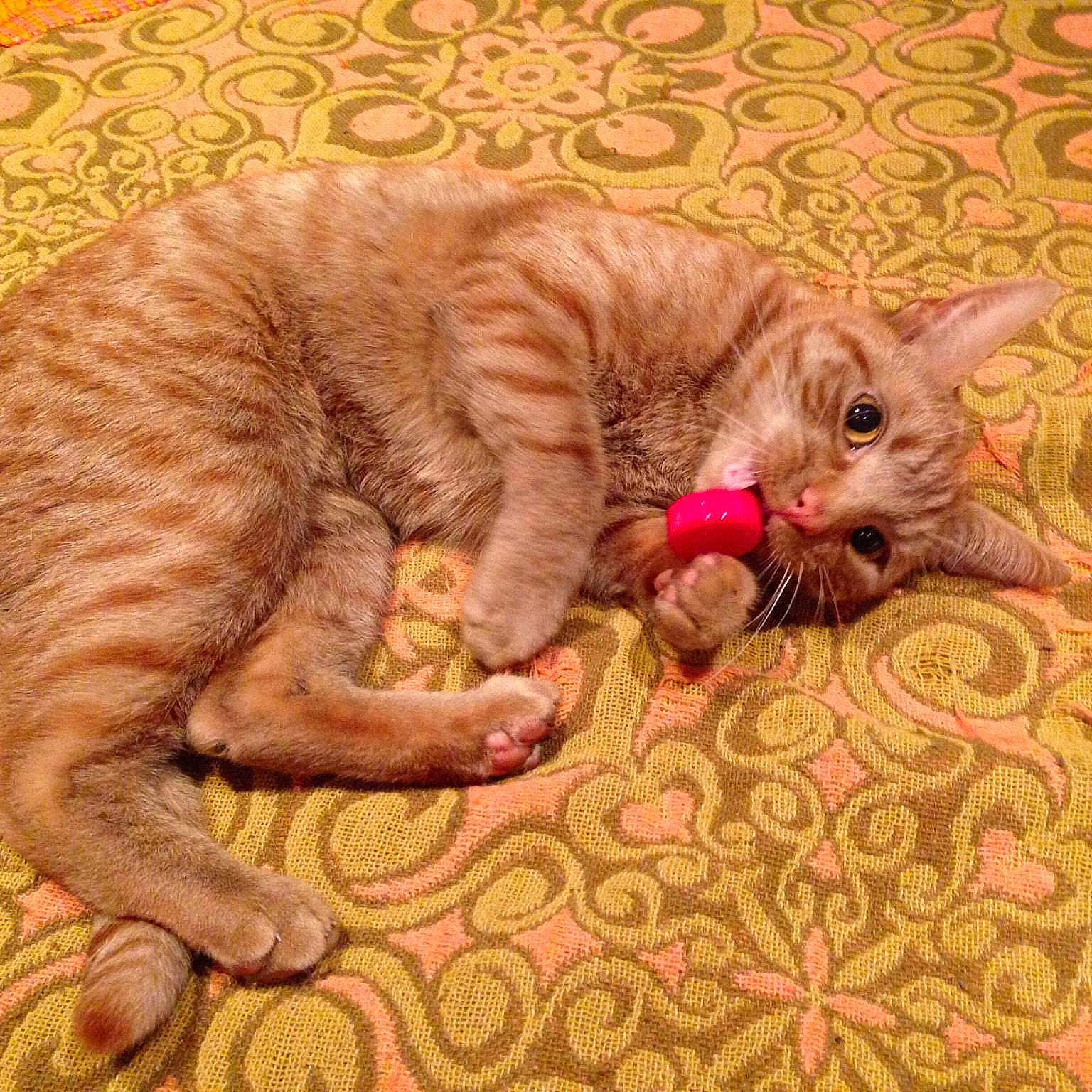 Simba